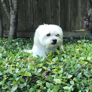 Meet your Posher, Sammy